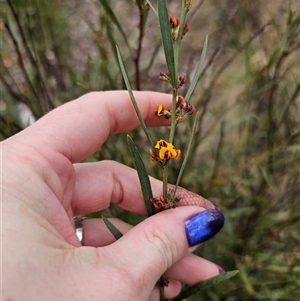 Daviesia leptophylla at Captains Flat, NSW - 4 Oct 2024