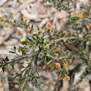 Acacia gunnii at Captains Flat, NSW - 4 Oct 2024 11:29 AM