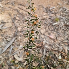 Acacia gunnii at Captains Flat, NSW - 4 Oct 2024 11:29 AM