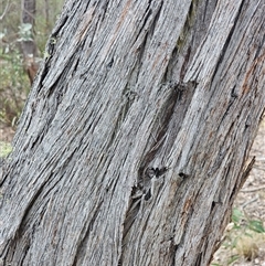 Eucalyptus dives (Broad-leaved Peppermint) at Captains Flat, NSW - 4 Oct 2024 by Csteele4