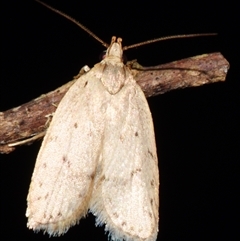 Chezala privatella (A Concealer moth) at Sheldon, QLD - 1 Oct 2024 by PJH123