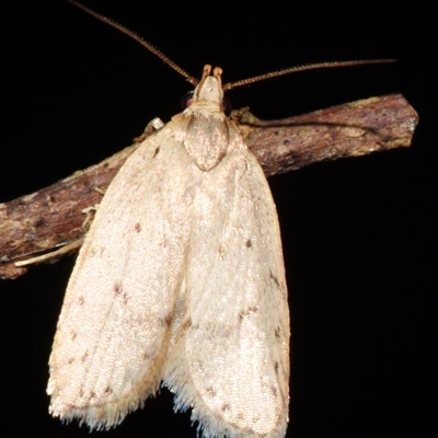 Chezala privatella (A Concealer moth) at Sheldon, QLD - 1 Oct 2024 by PJH123