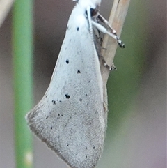 Thalerotricha mylicella (Wingia Group) at Hall, ACT - 4 Oct 2024 by Anna123