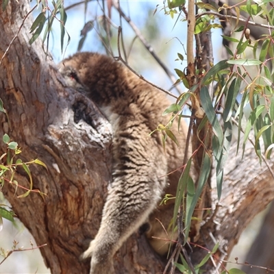 Phascolarctos cinereus (Koala) at Raymond Island, VIC - 31 Dec 2023 by HappyWanderer