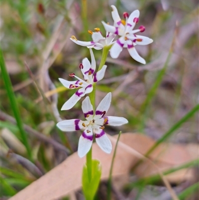 Wurmbea dioica subsp. dioica (Early Nancy) at Carwoola, NSW - 4 Oct 2024 by Csteele4