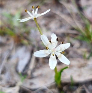 Wurmbea dioica subsp. dioica at Carwoola, NSW - 4 Oct 2024