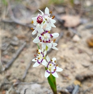 Wurmbea dioica subsp. dioica at Carwoola, NSW - 4 Oct 2024