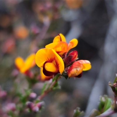 Pultenaea microphylla (Egg and Bacon Pea) at Carwoola, NSW - 4 Oct 2024 by Csteele4