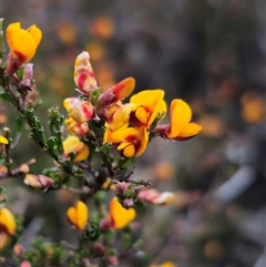 Pultenaea microphylla at Carwoola, NSW - 4 Oct 2024