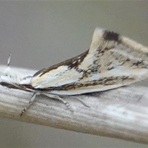 Thema macroscia at Hall, ACT - 4 Oct 2024 04:14 PM