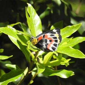 Delias harpalyce at Acton, ACT - 3 Oct 2024 12:22 PM