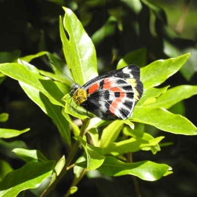 Delias harpalyce (Imperial Jezebel) at Acton, ACT - 3 Oct 2024 by HelenCross