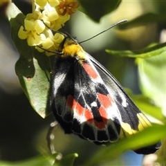 Delias harpalyce at Acton, ACT - 3 Oct 2024 12:22 PM