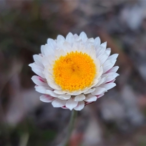 Leucochrysum albicans subsp. tricolor at Carwoola, NSW - suppressed