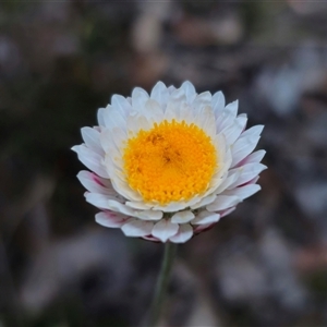 Leucochrysum albicans subsp. tricolor at Carwoola, NSW - 4 Oct 2024