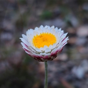 Leucochrysum albicans subsp. tricolor at Carwoola, NSW - 4 Oct 2024