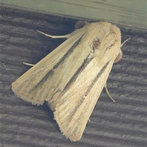 Leucania diatrecta at Hall, ACT - 4 Oct 2024 09:04 AM