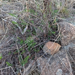 Cheilanthes sieberi subsp. sieberi at Theodore, ACT - 6 Sep 2024 05:40 PM