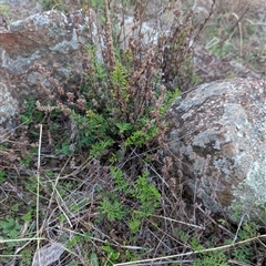 Cheilanthes sieberi subsp. sieberi at Theodore, ACT - 6 Sep 2024 05:40 PM