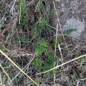 Cheilanthes sieberi subsp. sieberi at Theodore, ACT - 6 Sep 2024