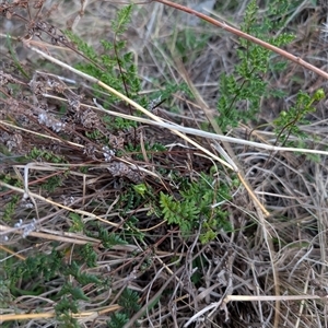 Cheilanthes sieberi subsp. sieberi at Theodore, ACT - 6 Sep 2024