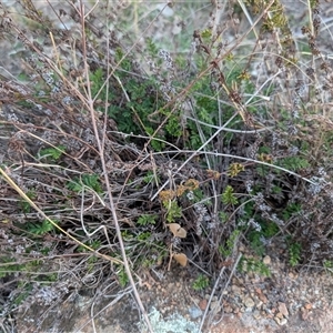 Cheilanthes sieberi subsp. sieberi at Theodore, ACT - 6 Sep 2024