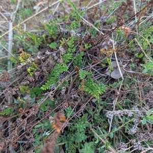 Cheilanthes sieberi subsp. sieberi at Theodore, ACT - 6 Sep 2024