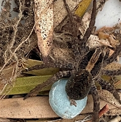 Lycosidae (family) (Unidentified wolf spider) at Higgins, ACT - 4 Oct 2024 by Jennybach