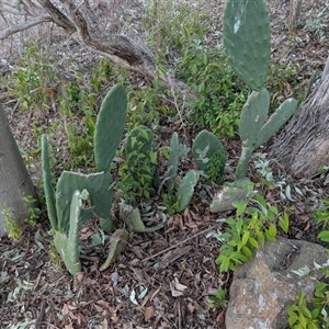 Opuntia ficus-indica at Theodore, ACT - 6 Sep 2024