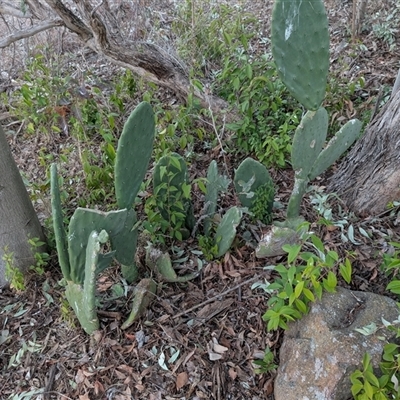 Opuntia ficus-indica (Indian Fig, Spineless Cactus) at Theodore, ACT - 6 Sep 2024 by MattS