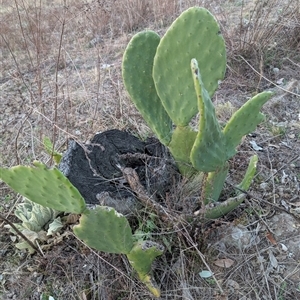 Opuntia ficus-indica at Theodore, ACT - 6 Sep 2024