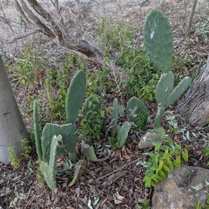 Opuntia ficus-indica at Theodore, ACT - 6 Sep 2024