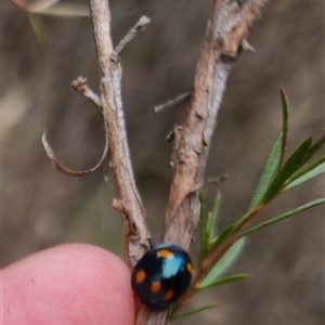 Orcus australasiae at Bungendore, NSW - 4 Oct 2024