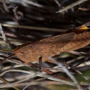 Goniaea opomaloides at Bruce, ACT - 4 Oct 2024 03:09 PM