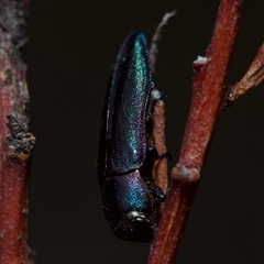 Melobasis thoracica (A jewel beetle) at Bruce, ACT - 4 Oct 2024 by amiessmacro