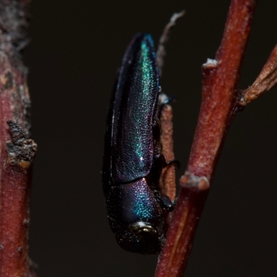 Melobasis thoracica (A jewel beetle) at Bruce, ACT - 4 Oct 2024 by amiessmacro