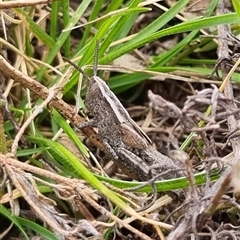 Genus novum 18 sp. 1 (Undescribed) (False Apotropis) at Bungendore, NSW - 4 Oct 2024 by clarehoneydove