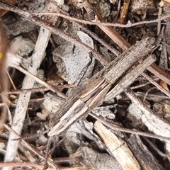 Genus novum 18 sp. 1 (Undescribed) at Bungendore, NSW - suppressed