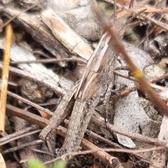 Genus novum 18 sp. 1 (Undescribed) at Bungendore, NSW - suppressed