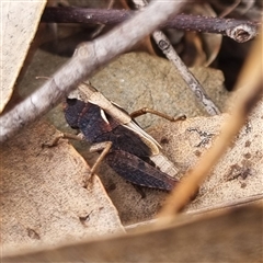 Cryptobothrus chrysophorus (Golden Bandwing) at Bungendore, NSW - 4 Oct 2024 by clarehoneydove