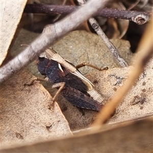 Cryptobothrus chrysophorus at Bungendore, NSW - suppressed