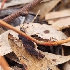 Cryptobothrus chrysophorus at Bungendore, NSW - suppressed