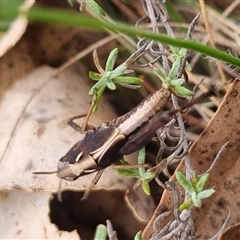 Cryptobothrus chrysophorus at Bungendore, NSW - suppressed