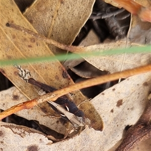 Cryptobothrus chrysophorus at Bungendore, NSW - suppressed