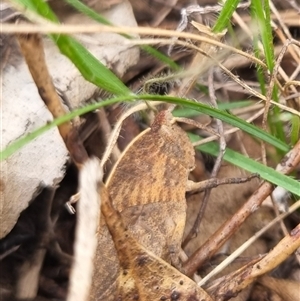 Goniaea australasiae at Bungendore, NSW - suppressed