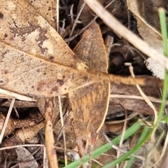 Goniaea australasiae at Bungendore, NSW - suppressed