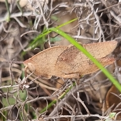 Goniaea australasiae at Bungendore, NSW - suppressed