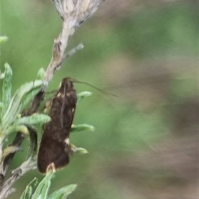 Leistomorpha brontoscopa (A concealer moth) at Bungendore, NSW - 4 Oct 2024 by clarehoneydove