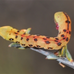 Capusa cuculloides at O'Connor, ACT - 3 Oct 2024