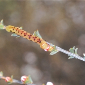 Capusa cuculloides at O'Connor, ACT - 3 Oct 2024